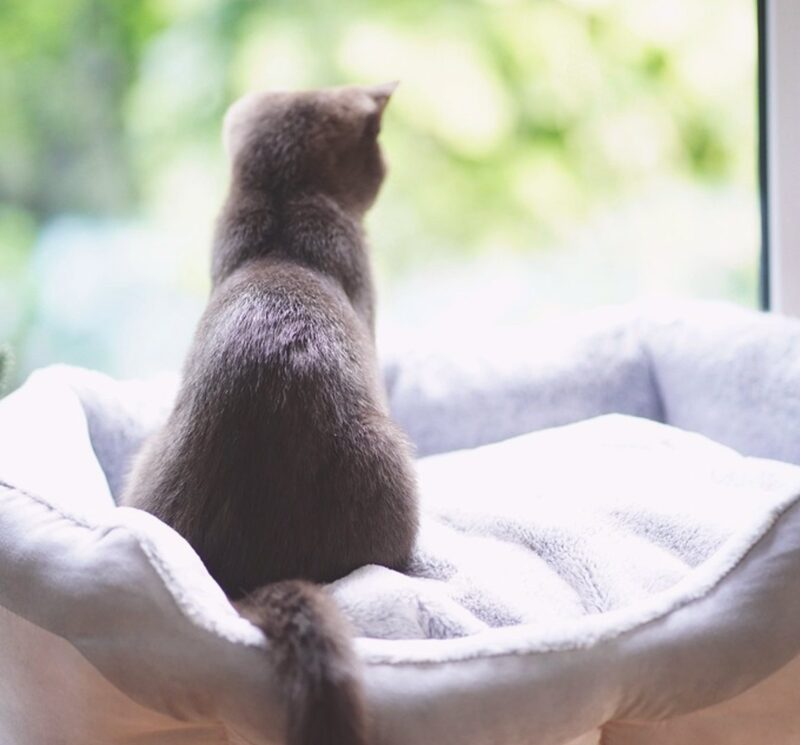 Premium laundry add-on services